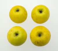 Ananas Reinette Apple